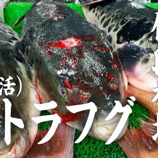 活トラフグの値段相場・仕入れ価格はどのくらい？金額公開してます！｜魚問屋の公式ブログ｜鮮魚をスマホでカンタン発注！