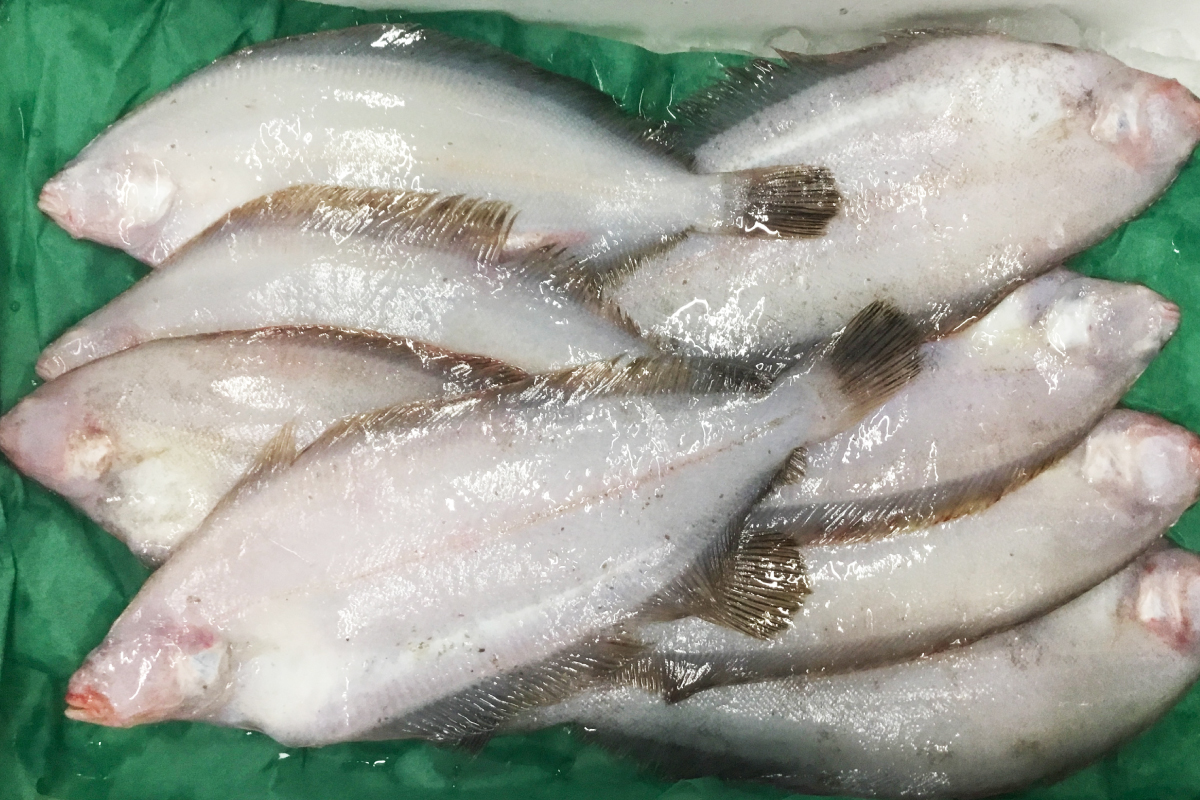 笹カレイの値段相場・仕入れ価格はどのくらい？金額公開してます！｜魚問屋の公式ブログ｜鮮魚をスマホでカンタン発注！