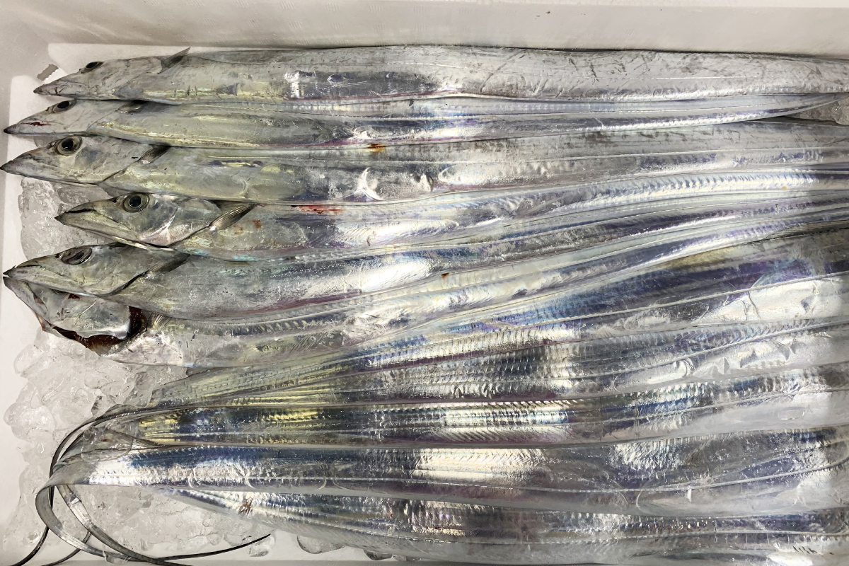 太刀魚の値段相場・仕入れ価格はどのくらい？金額公開してます！｜魚問屋の公式ブログ｜鮮魚をスマホでカンタン発注！