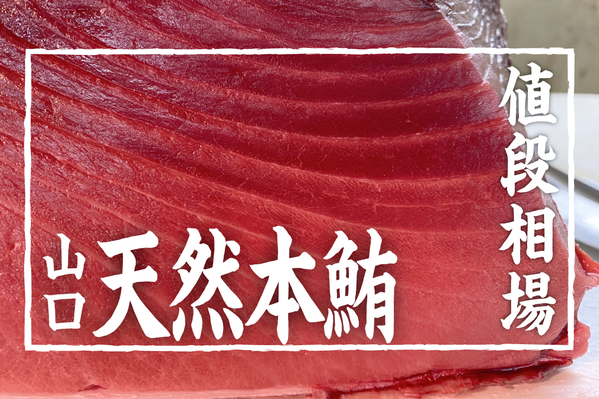 天然本鮪（中トロ）の値段相場・仕入れ価格はどのくらい？金額公開してます！