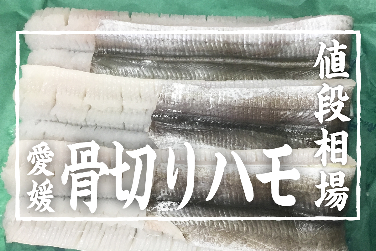 骨切りハモの値段相場・仕入れ価格はどのくらい？金額公開してます！