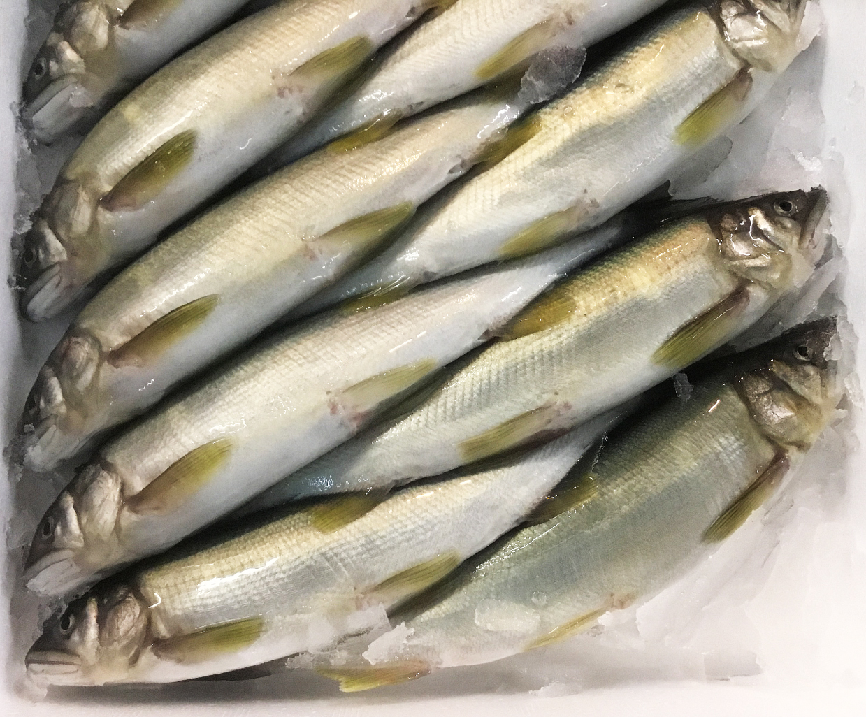 養殖あゆの仕入れなら魚問屋2