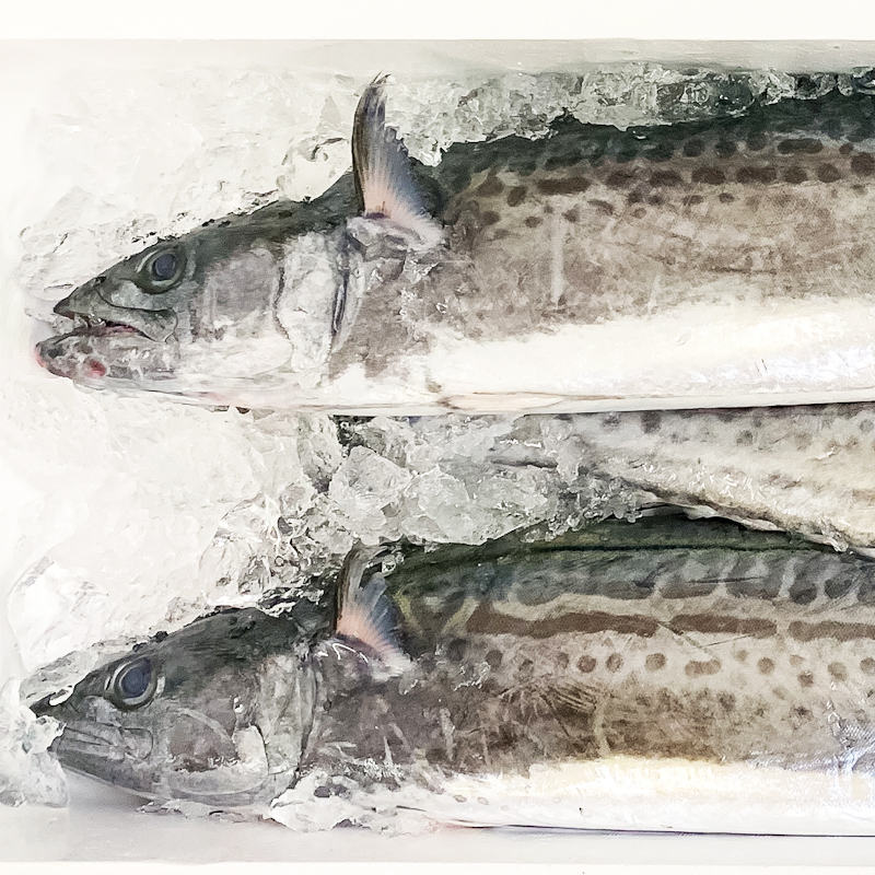 釣サワラ