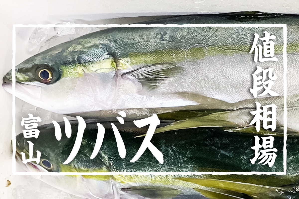 ツバスの値段相場・仕入れ価格はどのくらい？金額公開してます！