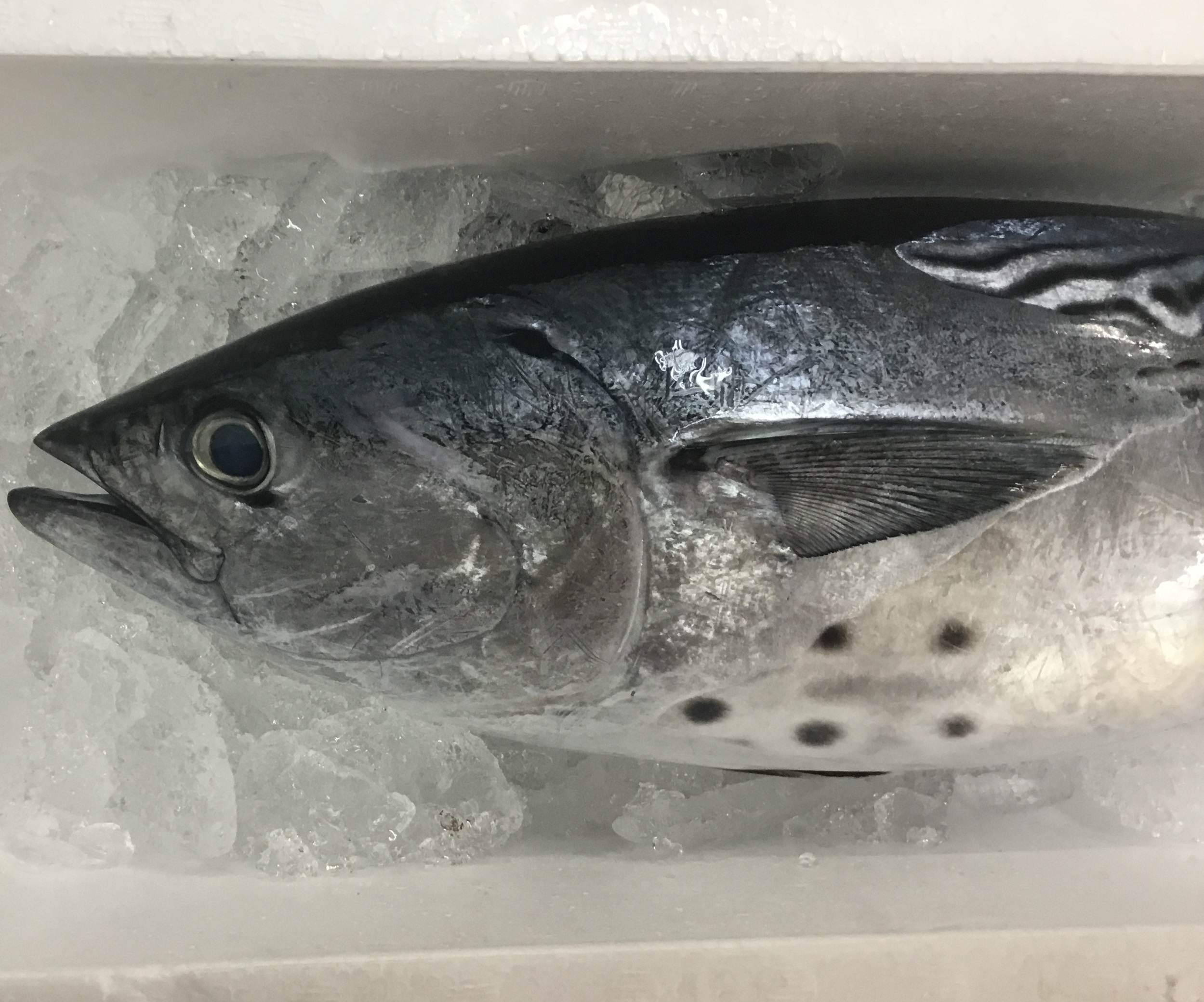 特/ヤイトカツオ