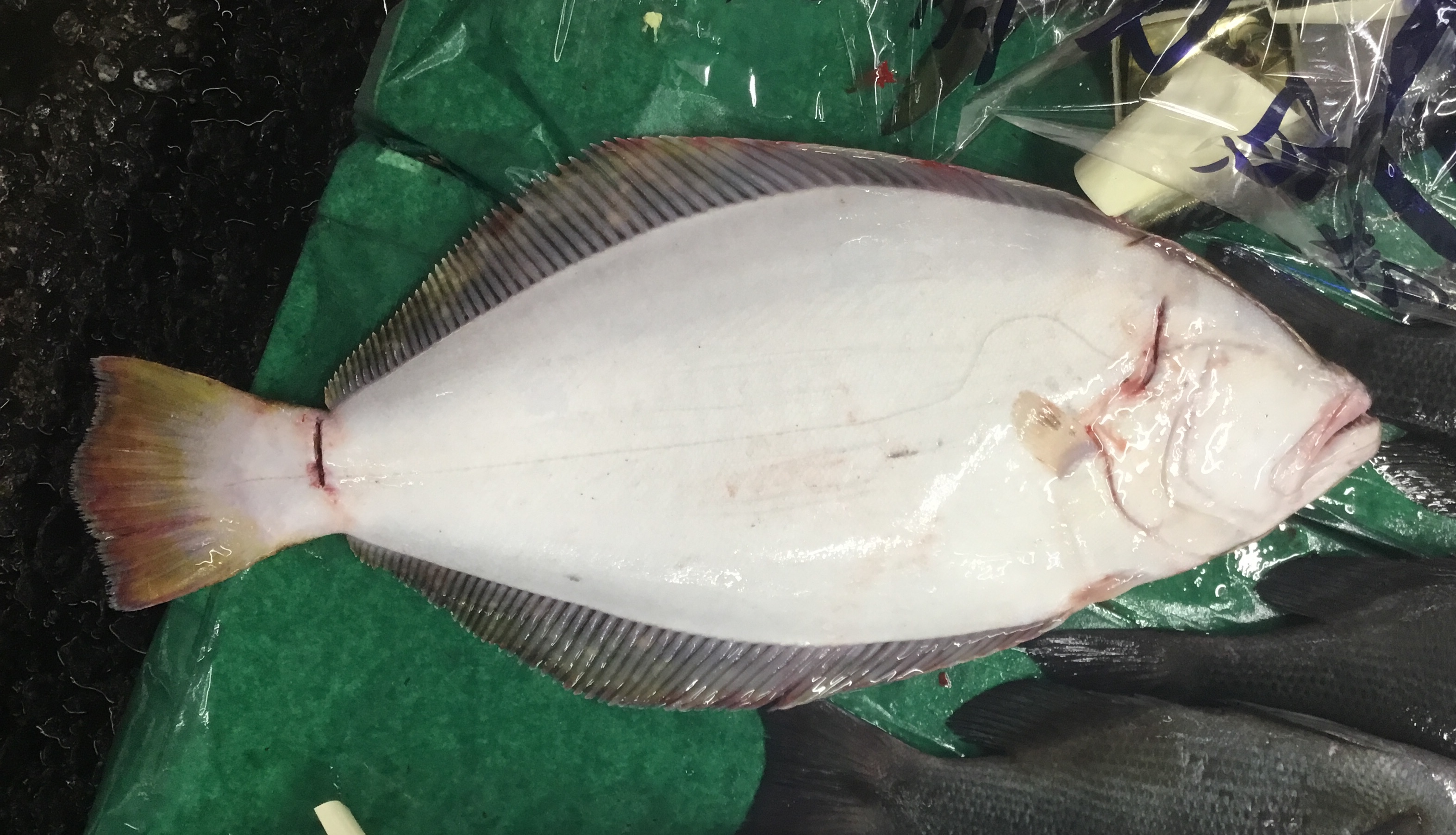 特/活〆天然平目