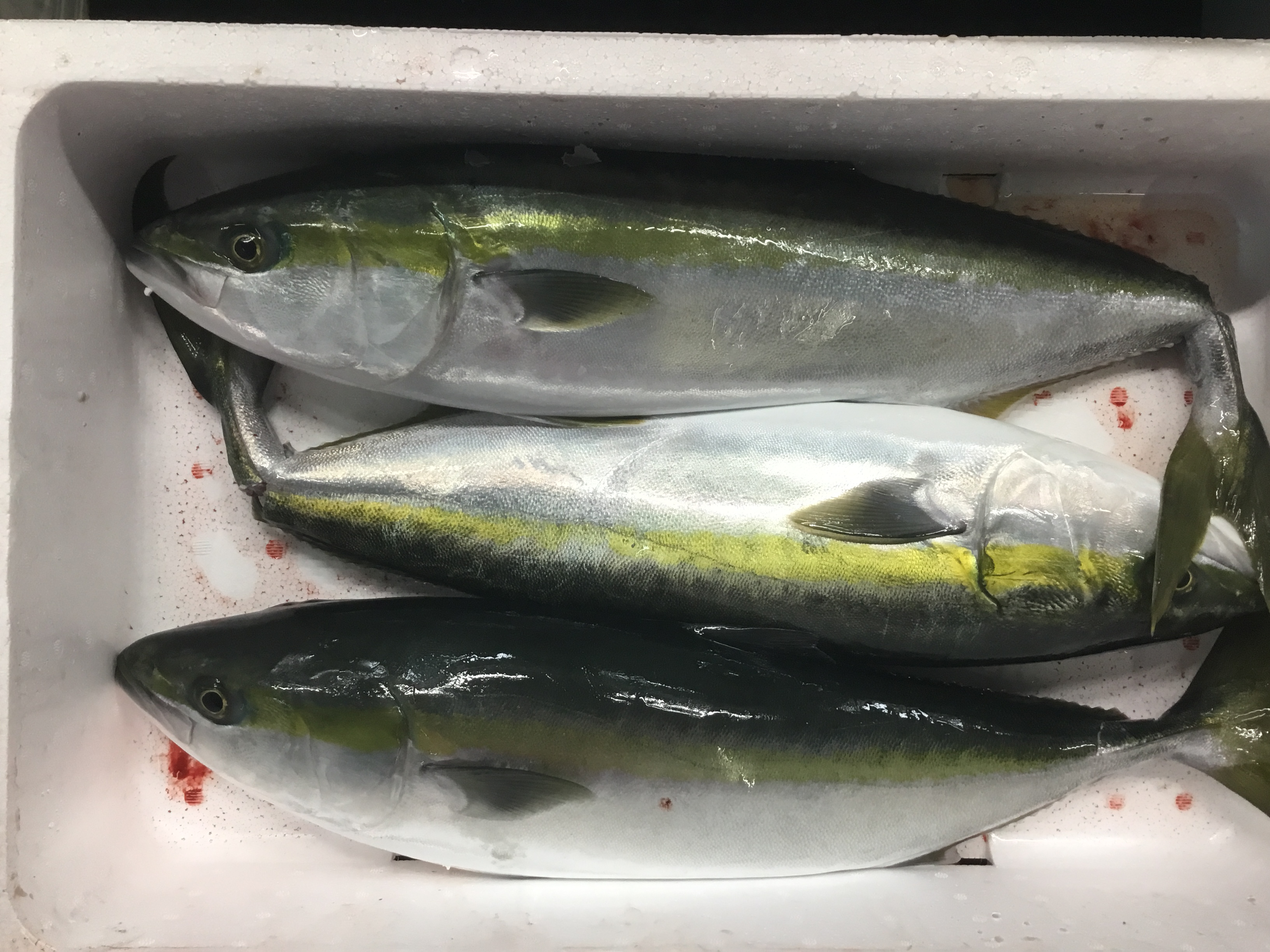 特/活〆天然ハマチ