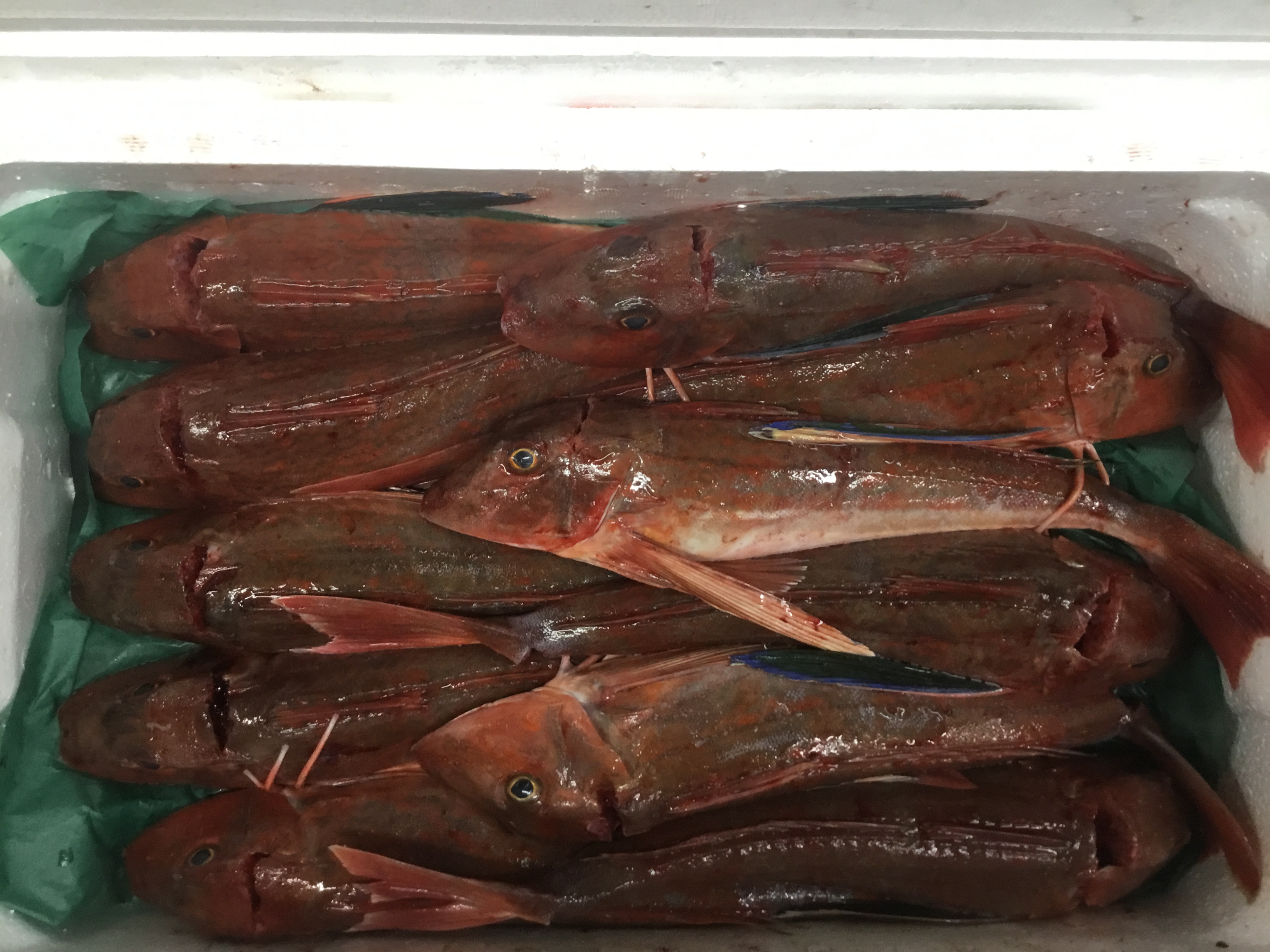 特/活〆ホウボウ