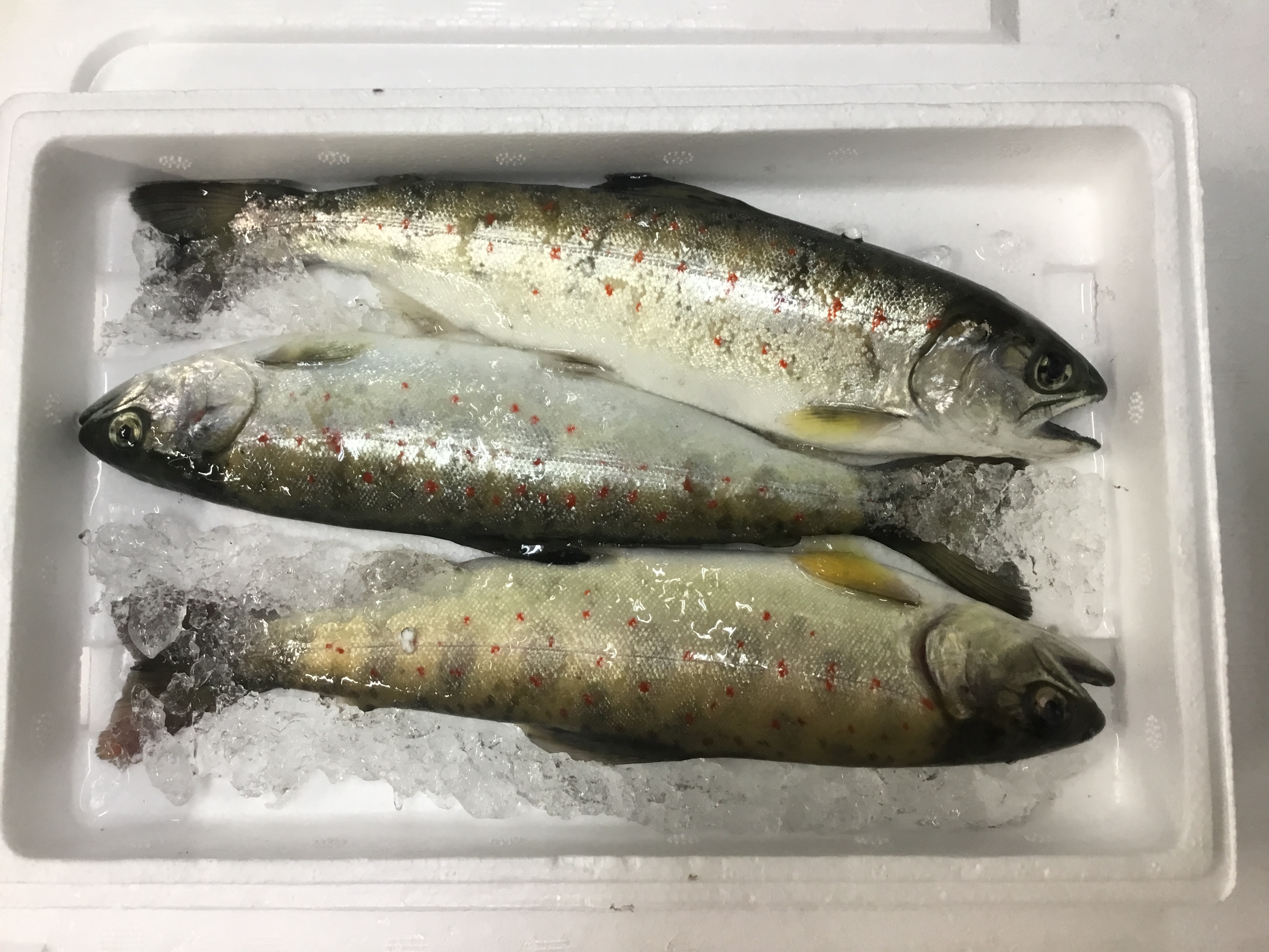 アマゴ（養殖）