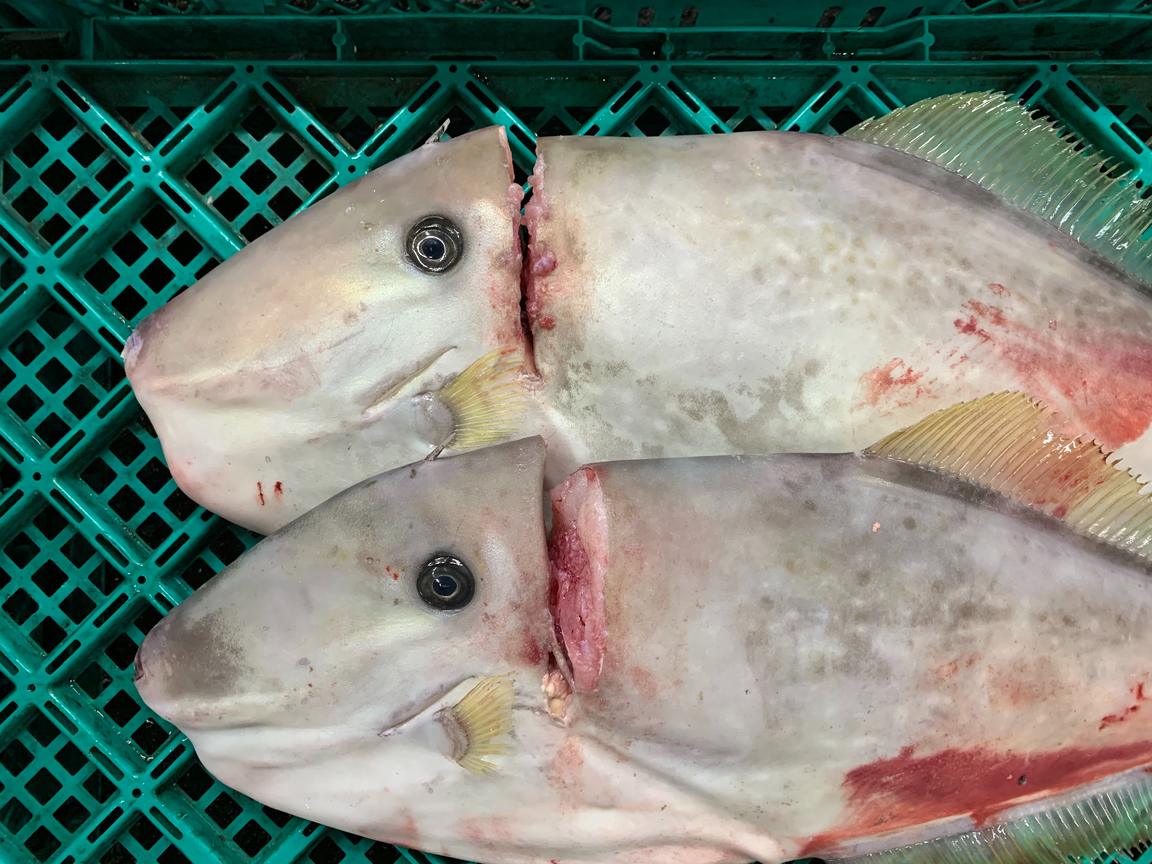 特/〆ウチワハゲ