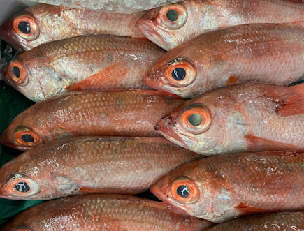 特/赤ムツ（釣）