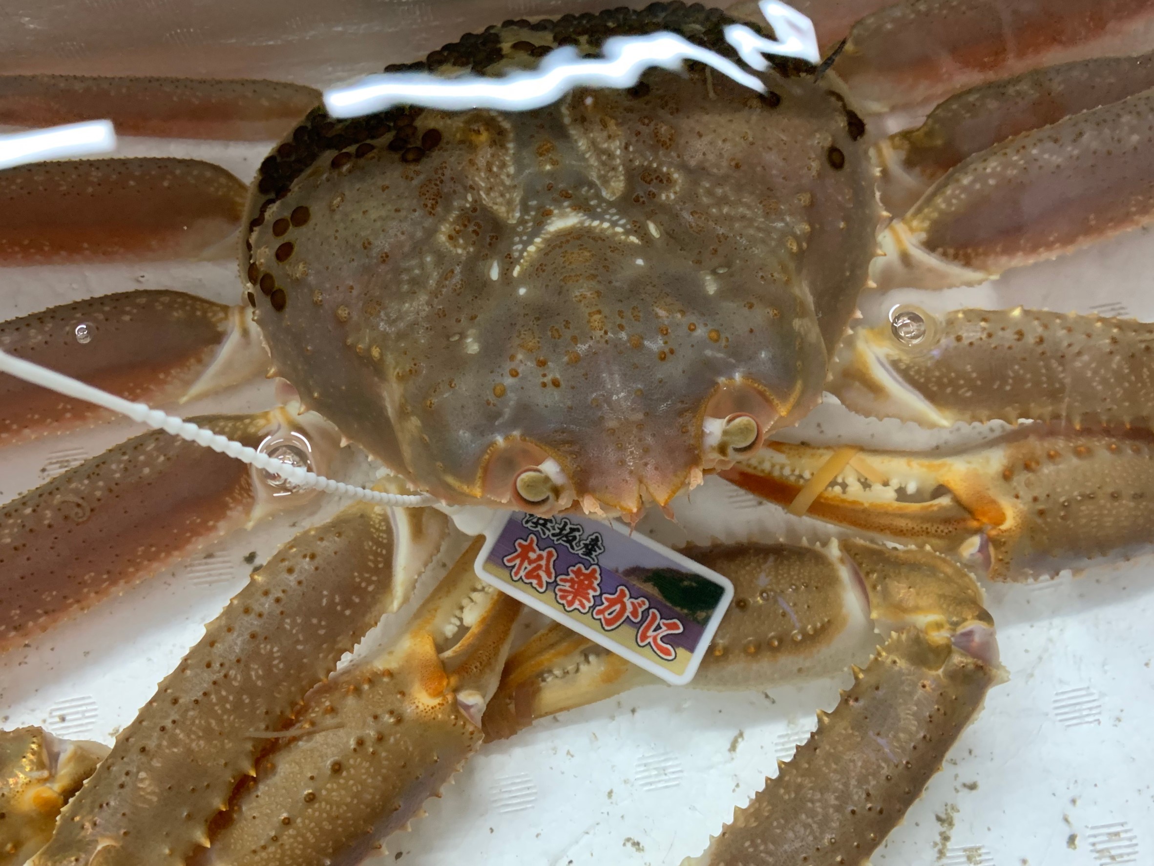 特/活松葉カニ