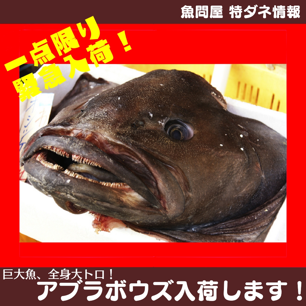 魚問屋株式会社 お知らせ スタッフブログ 鮮魚卸 加工 配達業務
