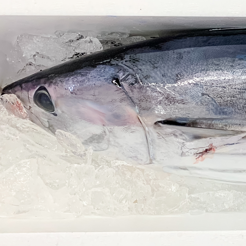 特/カツオ（釣）