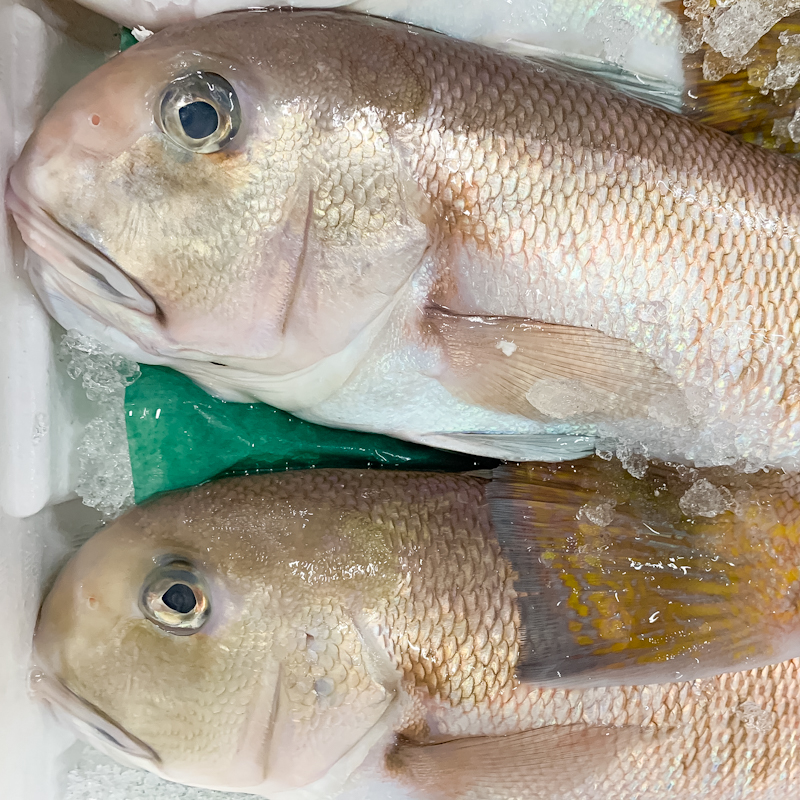 特/（釣）白甘ダイ