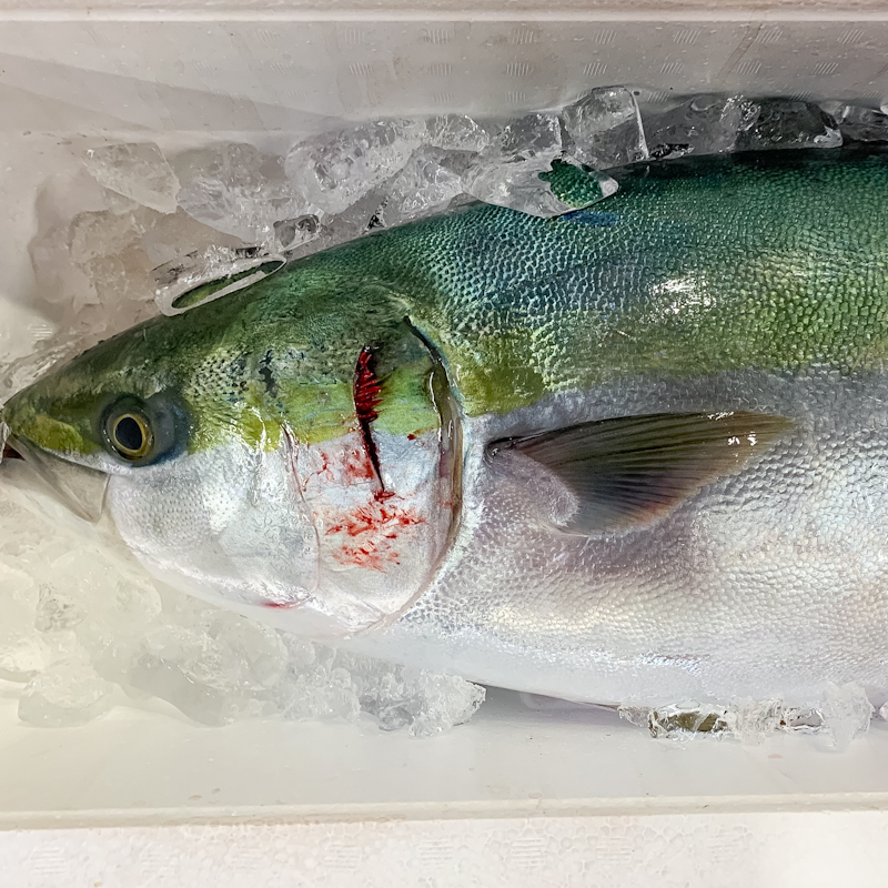 特/活〆天然ブリ（大）