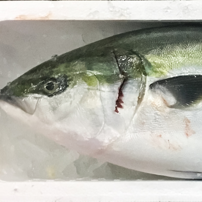 特/ブリ（養殖）