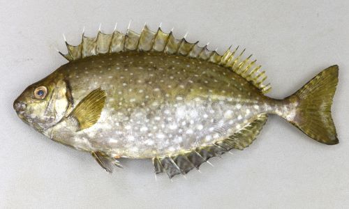 特/アイゴ