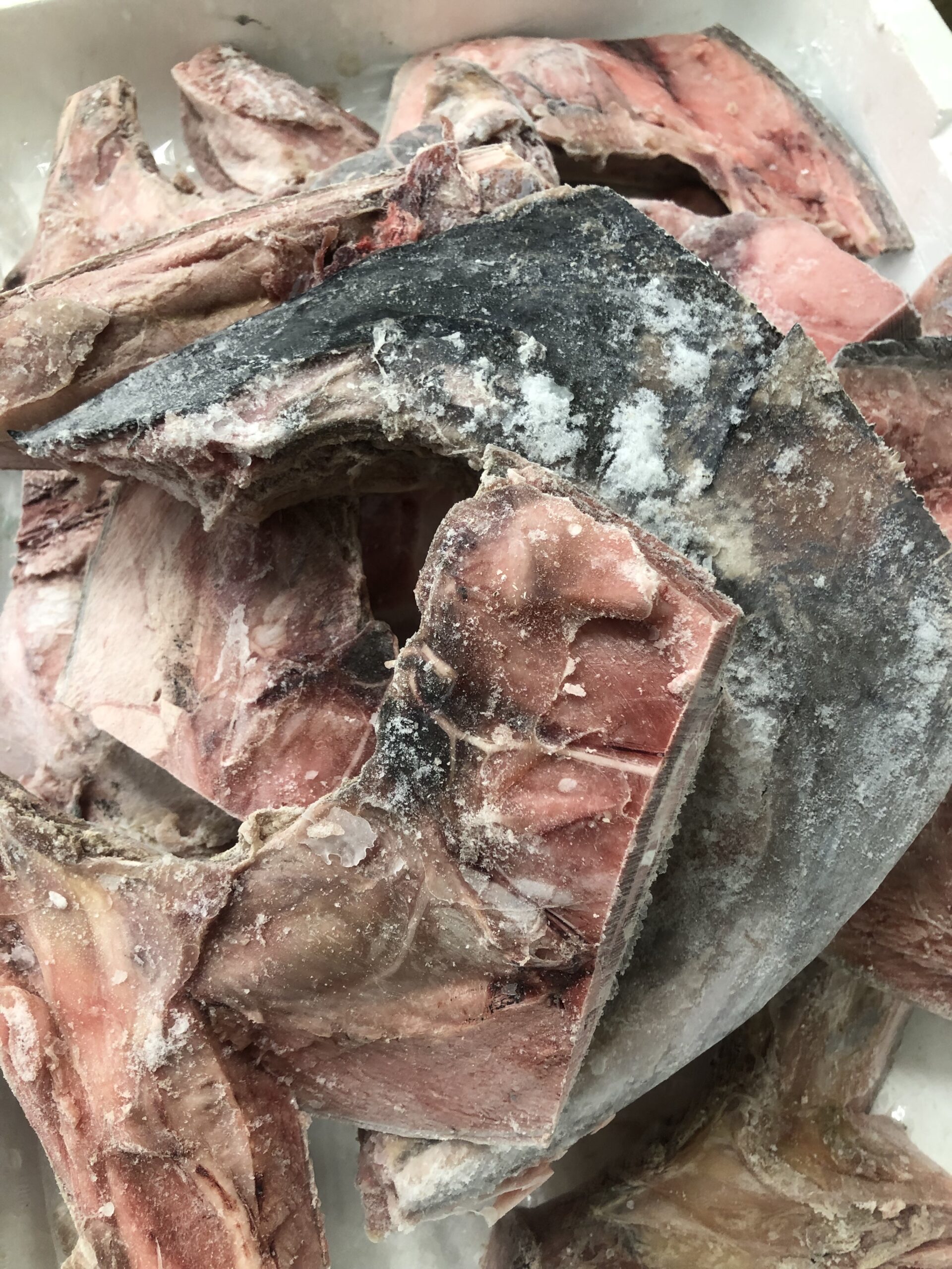 特/冷凍キハダ鮪カマ